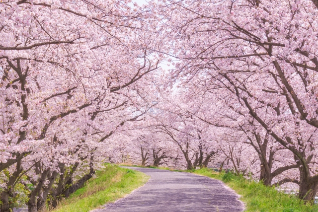 満開の桜並木