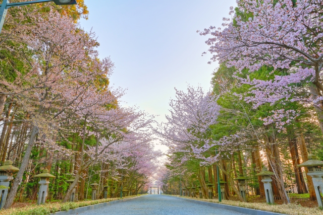 円山公園の桜