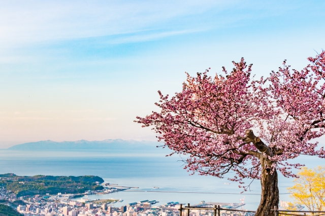 天狗山の桜