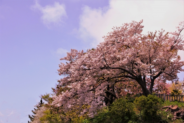 松前公園の桜