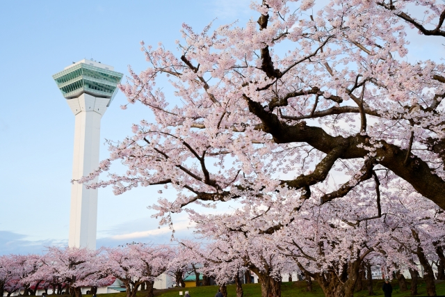 五稜郭公園の桜
