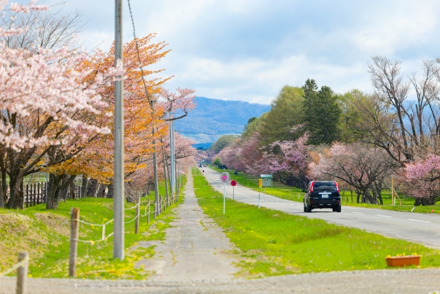 二十間道路桜並木の桜