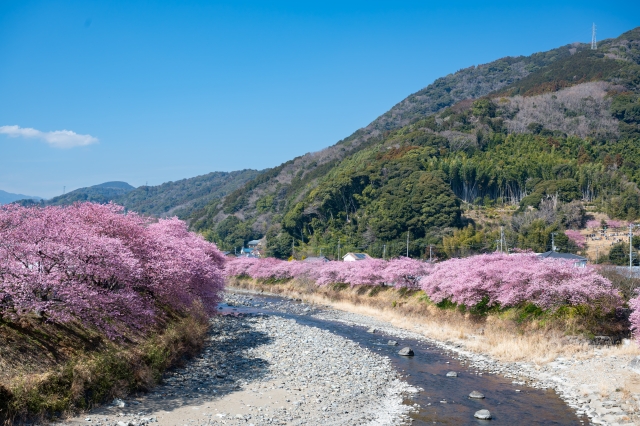 伊豆の河津桜