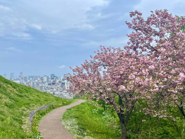 旭山公園の桜