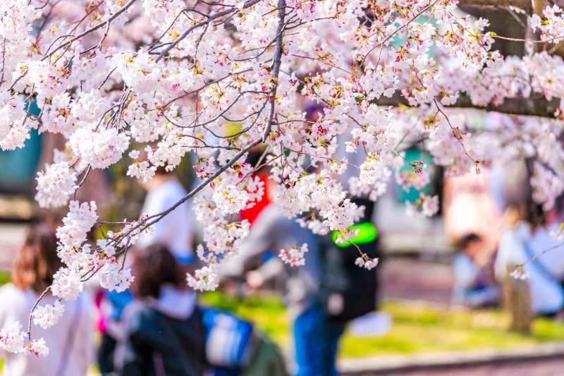 お花見のイメージ