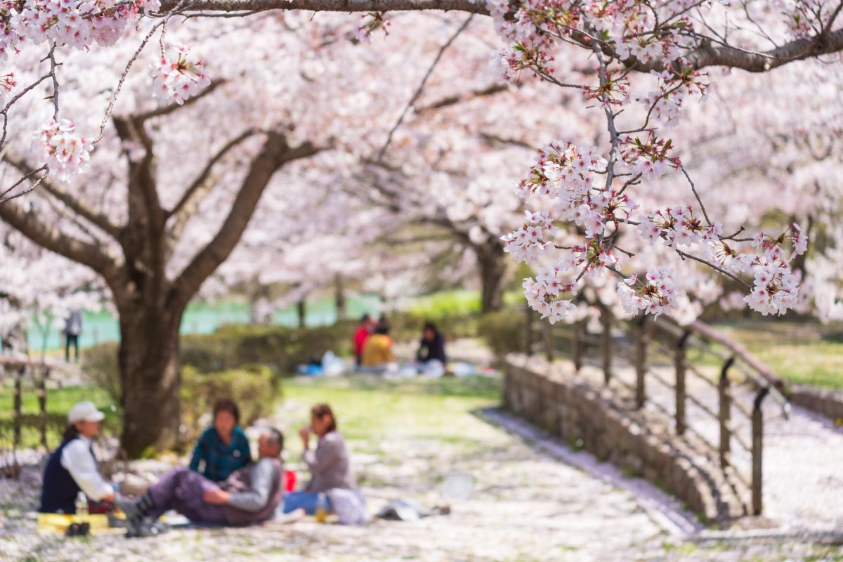 桜のお花見を楽しむ人たち