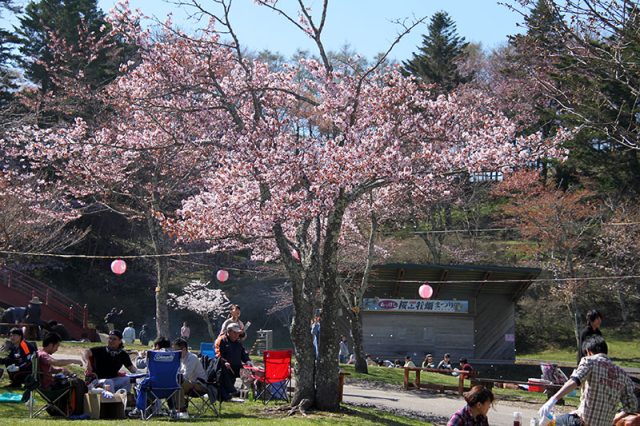 国泰寺の桜