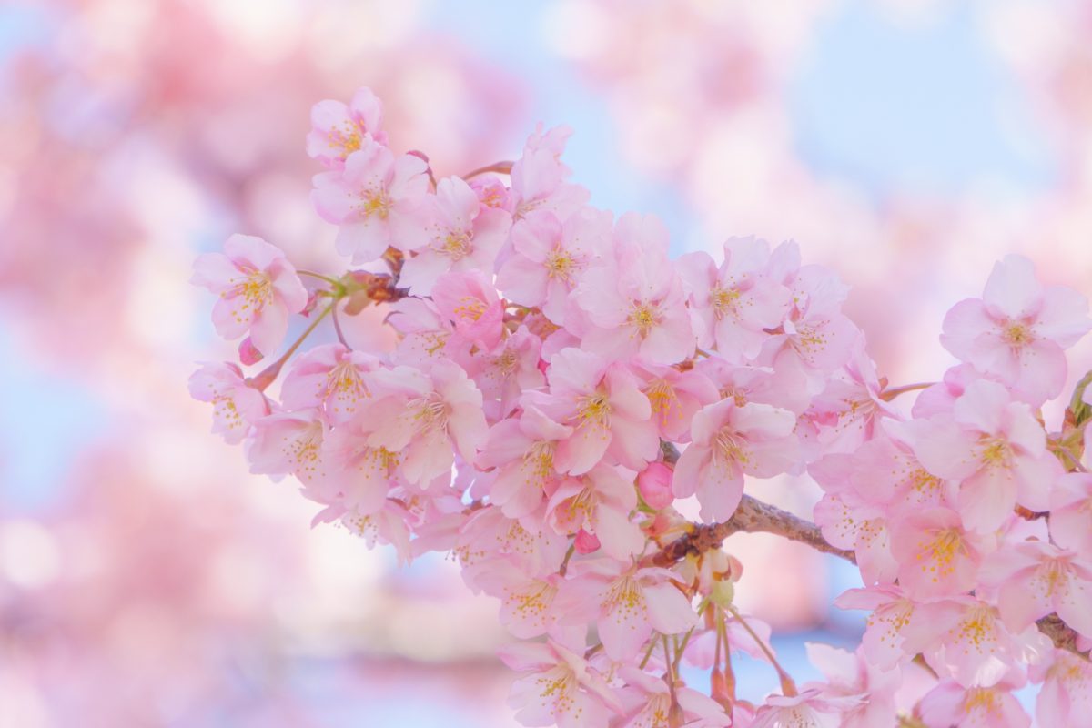満開の桜
