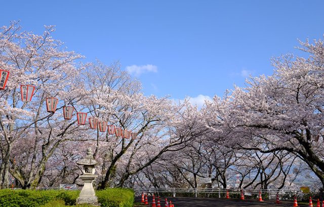 西部公園の桜