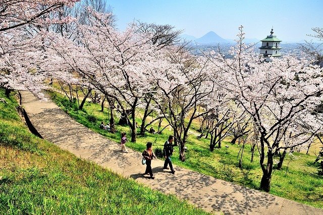 県立桃陵公園の桜