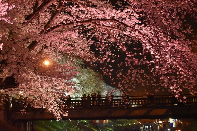 ふくい桜まつりで楽しめる夜桜