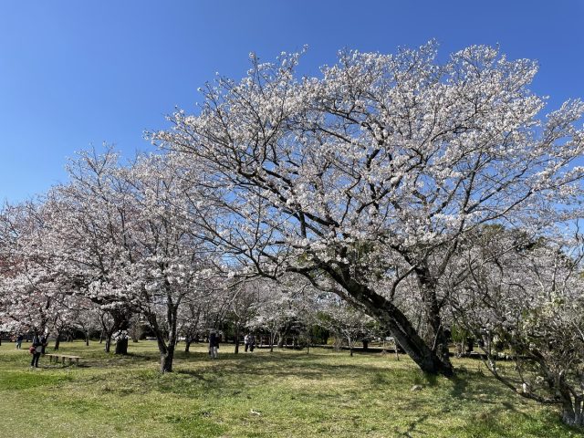 秦山公園の桜