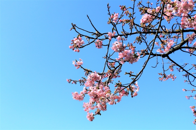 なばなの里の河津桜