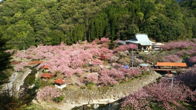 不動尊 一心寺の桜