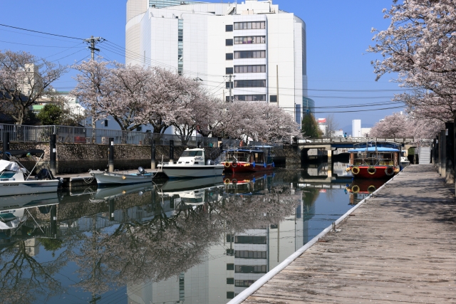 堀川の桜並木（高知市）