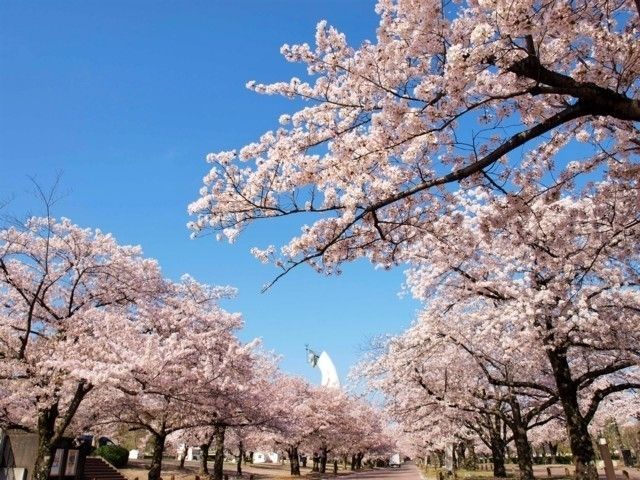 大阪万博記念公園の桜