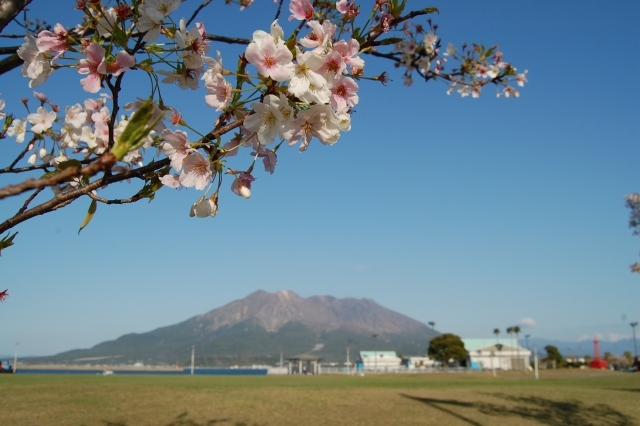 桜島と桜