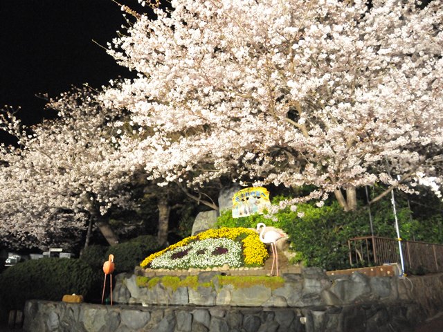 神戸市立王子動物園の桜