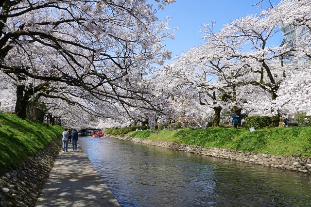 松川沿いの桜並木