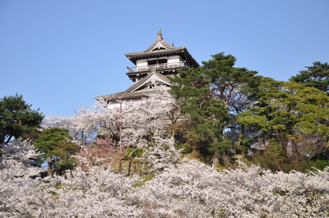丸岡城と桜