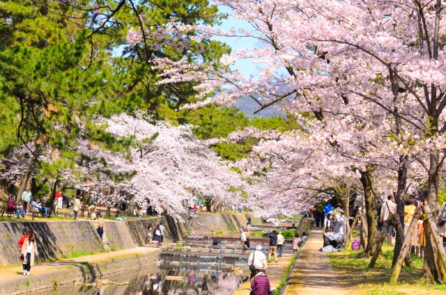 夙川公園の桜
