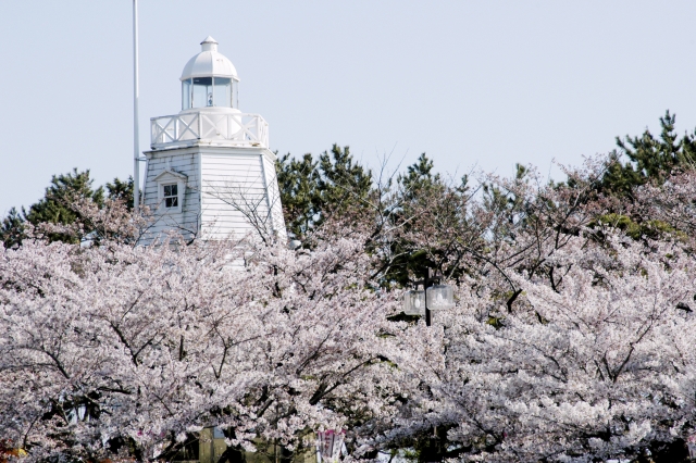 日和山公園の桜
