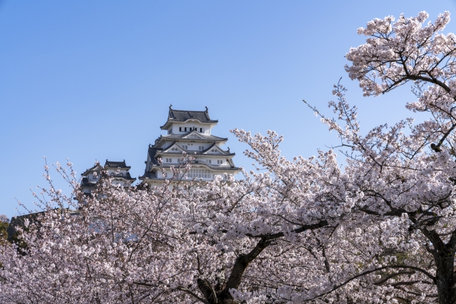 姫路城と桜