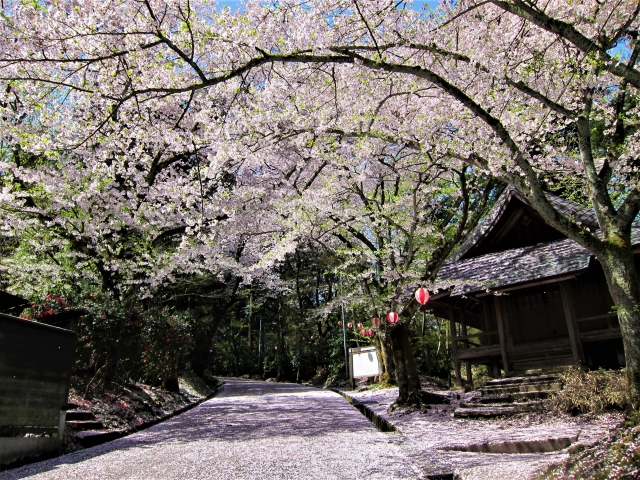 加茂山公園の桜