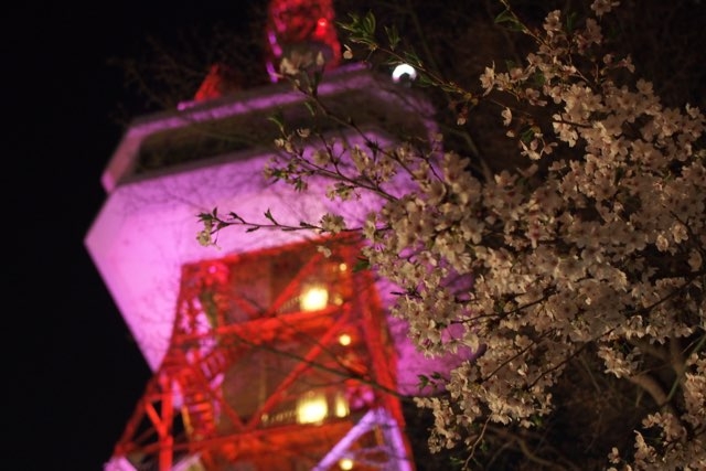 八幡山公園の夜桜ライトアップ