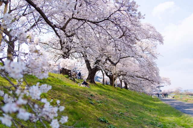 船岡城址公園の桜