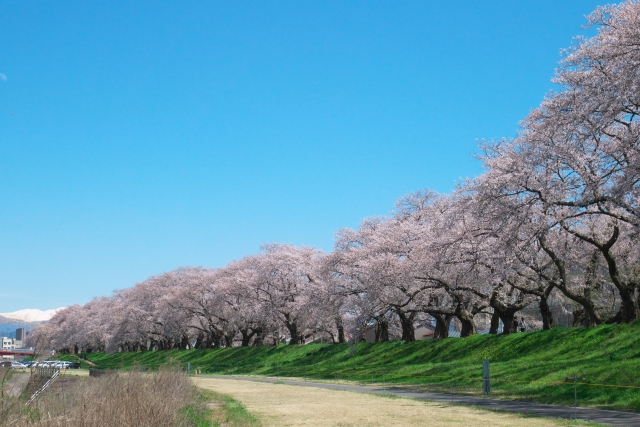 足羽川桜並木