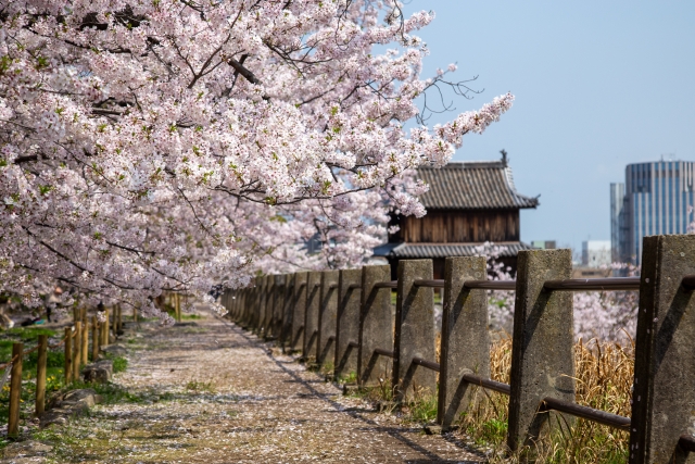 舞鶴公園の桜