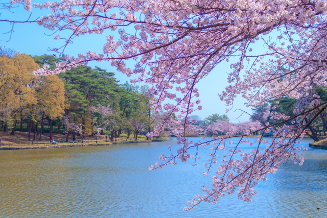 大宮公園の桜
