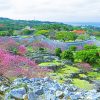 今帰仁城跡の寒緋桜