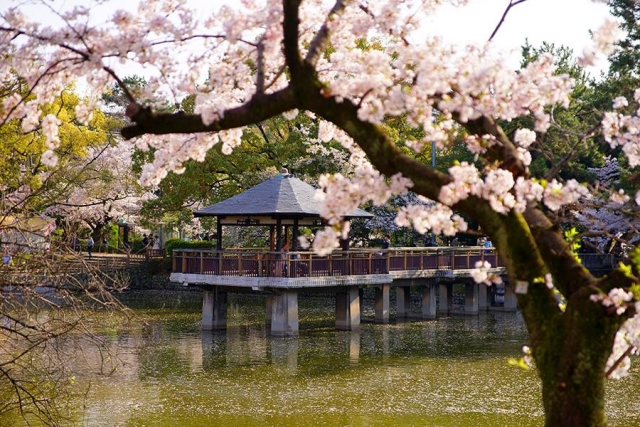 鶴舞公園の桜