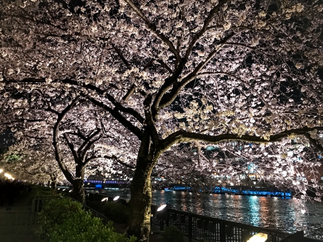 南天満公園の夜桜ライトアップ