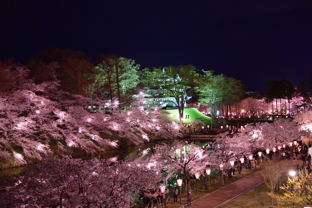 高田城址公園の夜桜ライトアップ