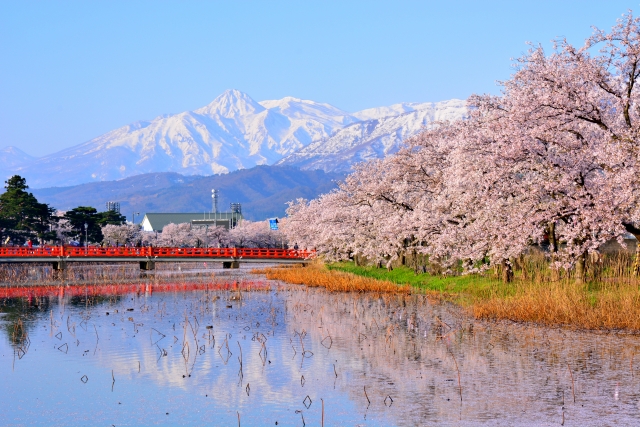 高田公園から見た桜と妙高山