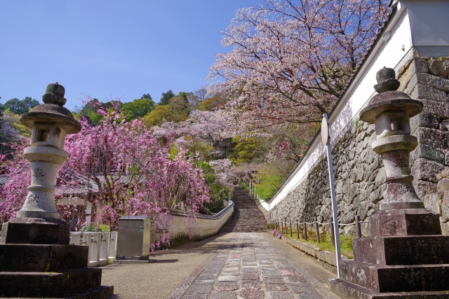 長谷寺(奈良県桜井市)の桜
