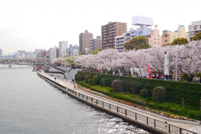 隅田公園の桜