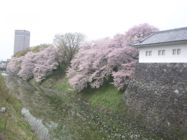 霞城公園の桜