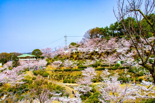千光寺公園の桜