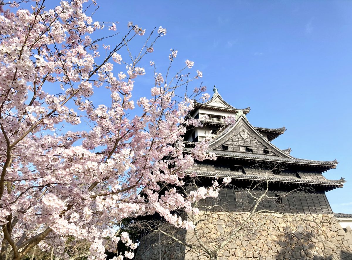 松江城と桜