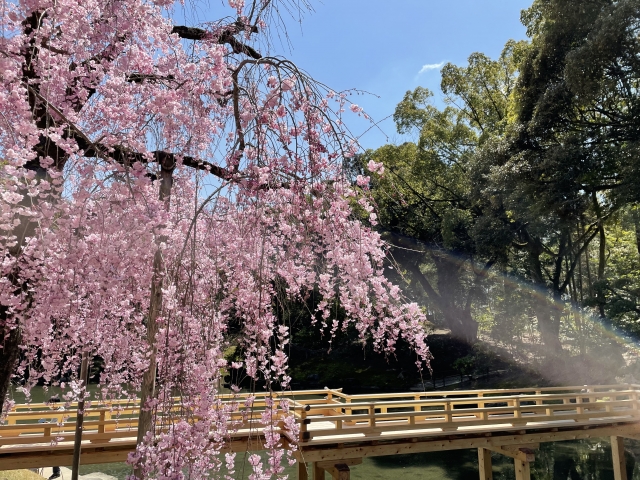 岡山後楽園の桜