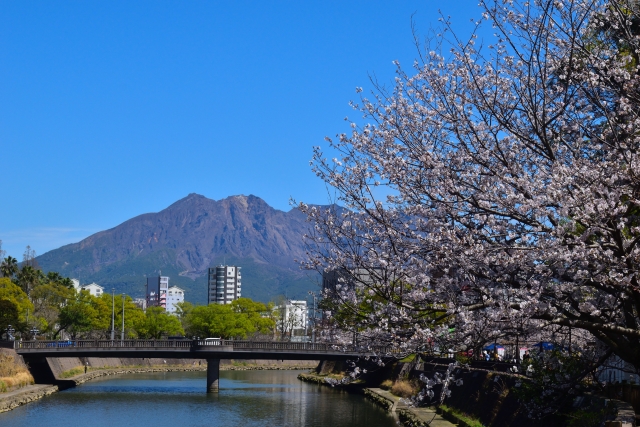 甲突川河畔の桜