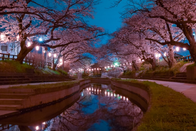 元荒川の桜並木