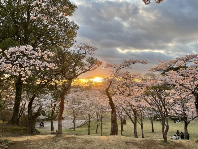 八幡山公園の桜