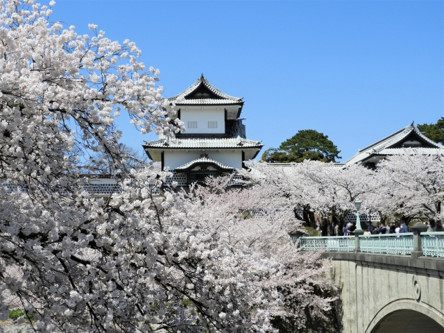 金沢城公園の桜