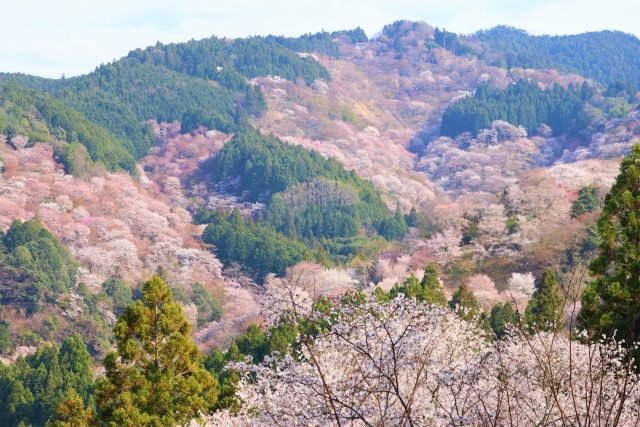 吉野山の千本桜
