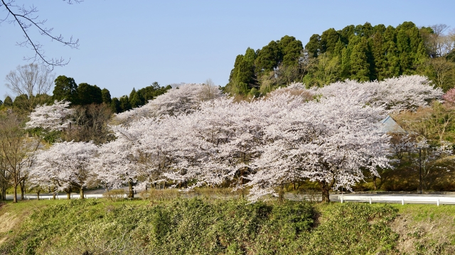 富山県のふれあいの森の桜並木